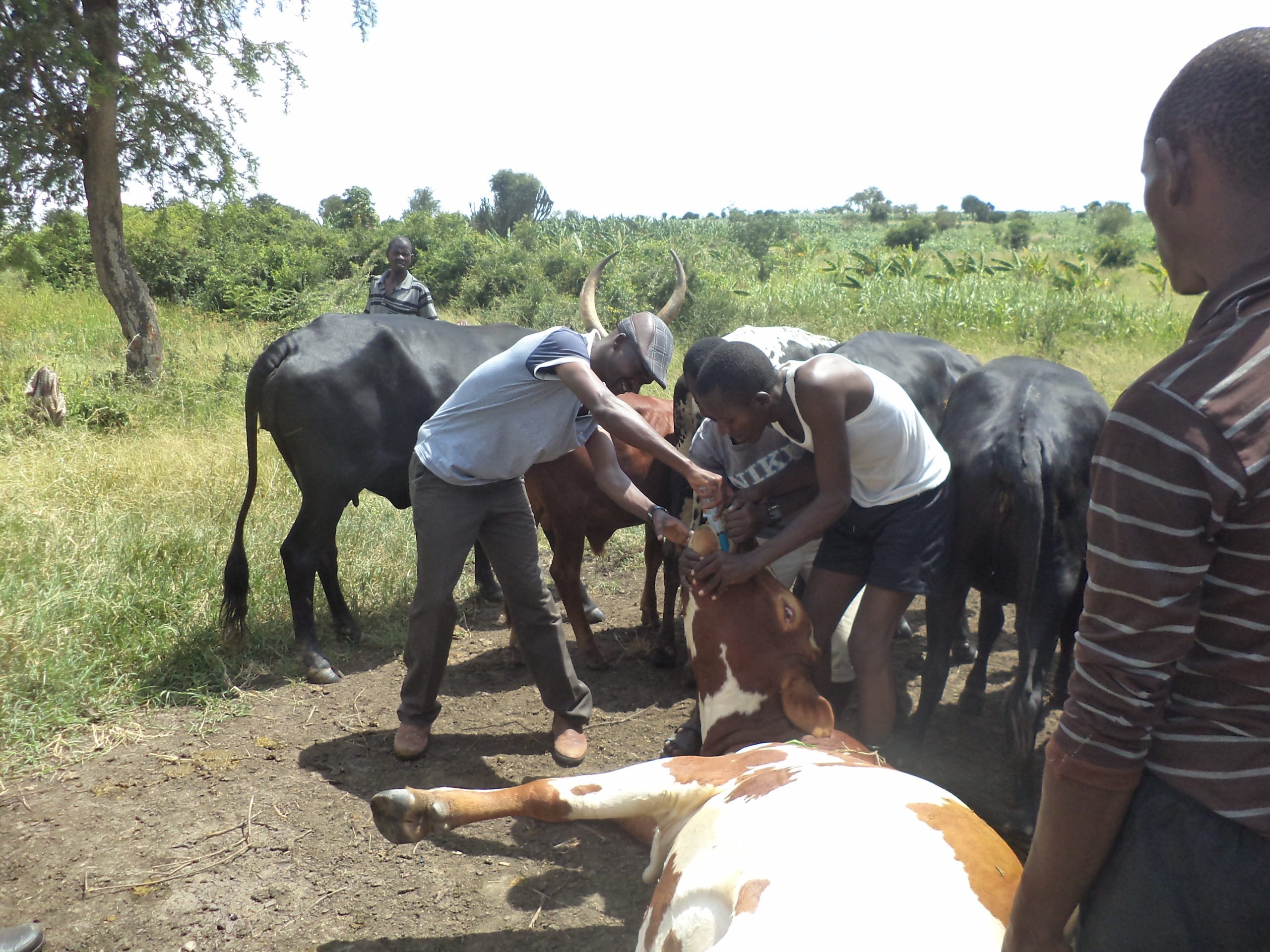 Deworming cattle in a field
