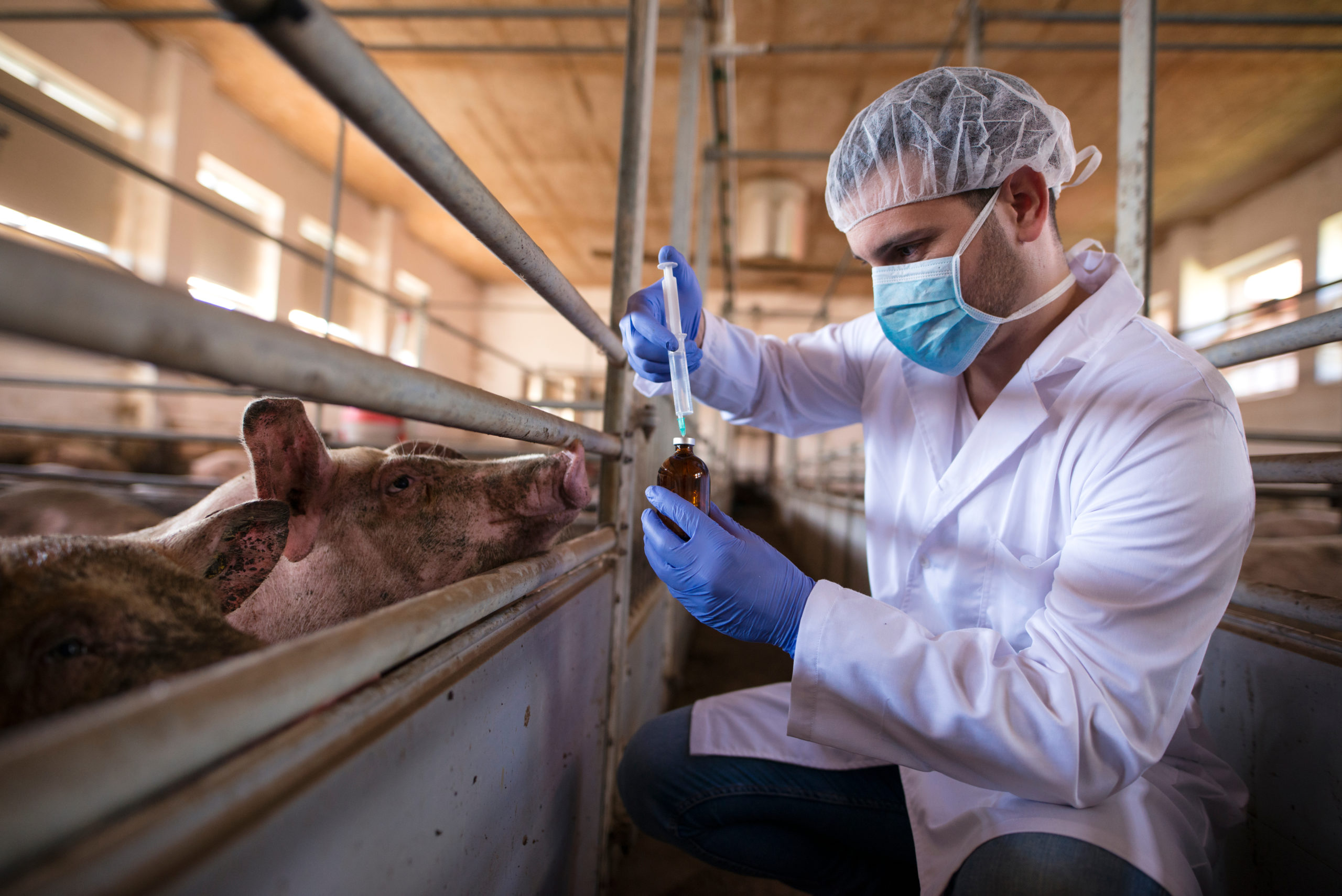 If new strains of drug-resistant bacteria are discovered in animals, the risk to humans can be more quickly assessed and measures to control it can be taken. Credit: Mott MacDonald.